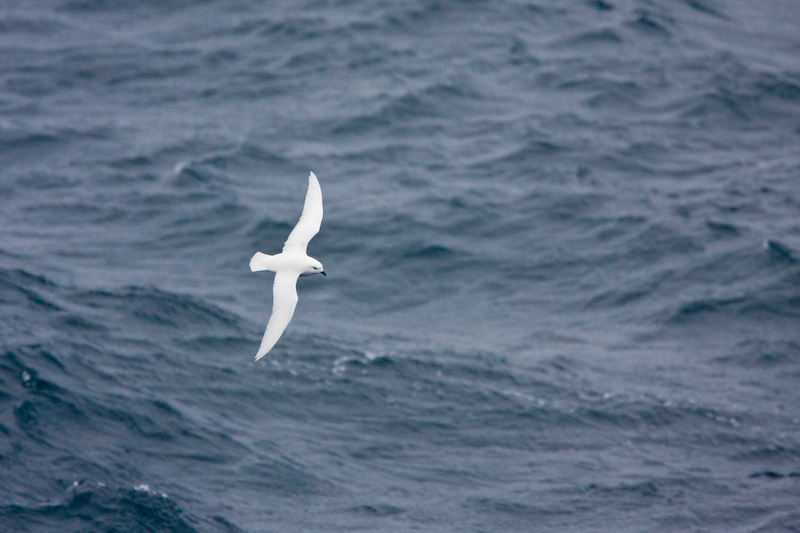 Snow Petrel In Flight